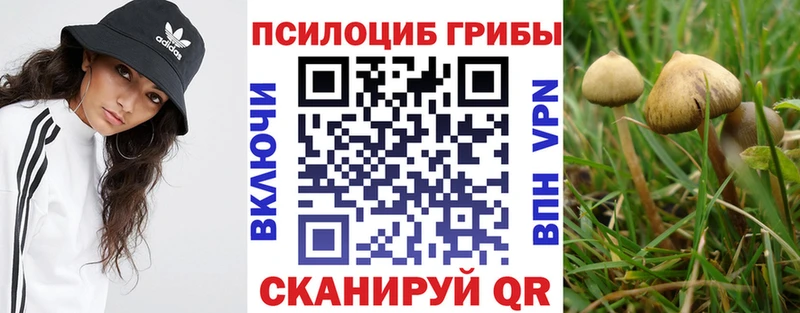 Псилоцибиновые грибы Psilocybine cubensis  Рудня 